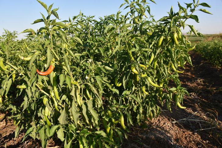 Şırnak'ta üreticilere sağlanan fide desteği meyve verdi G4