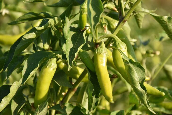 Şırnak'ta üreticilere sağlanan fide desteği meyve verdi G5