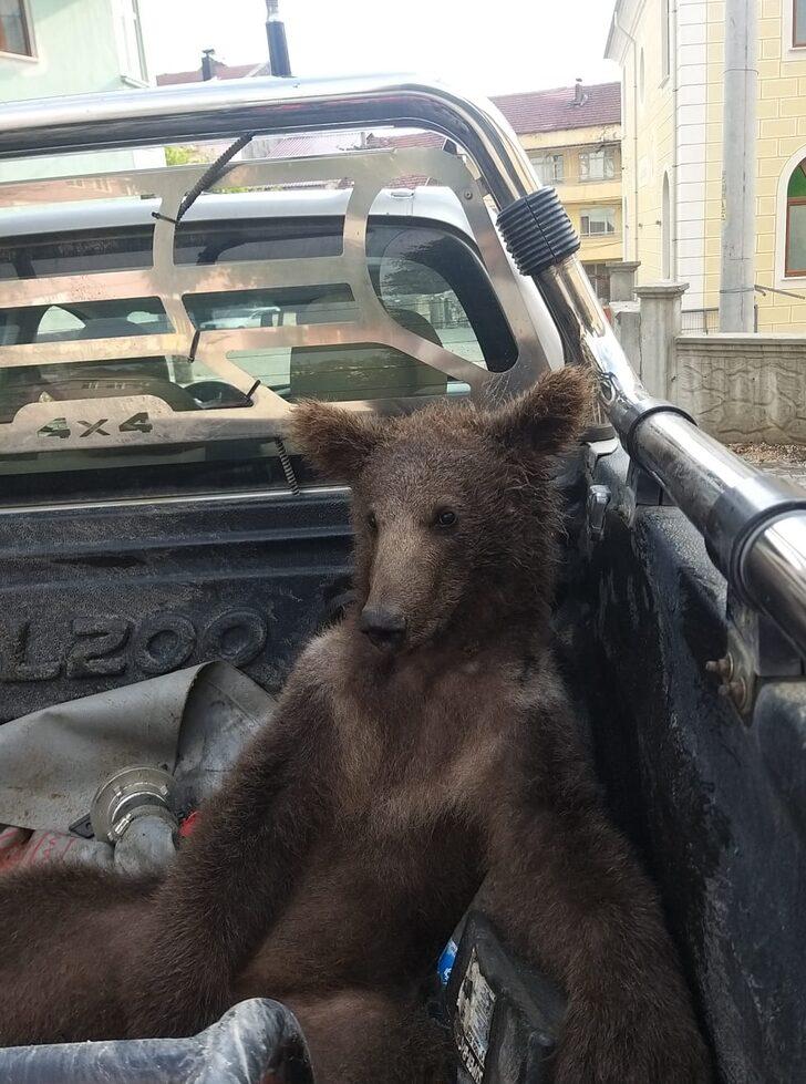 Balın dozunu kaçırdığı için bitkin düşen ayıyı bulan ormancı o anları anlattı: G1