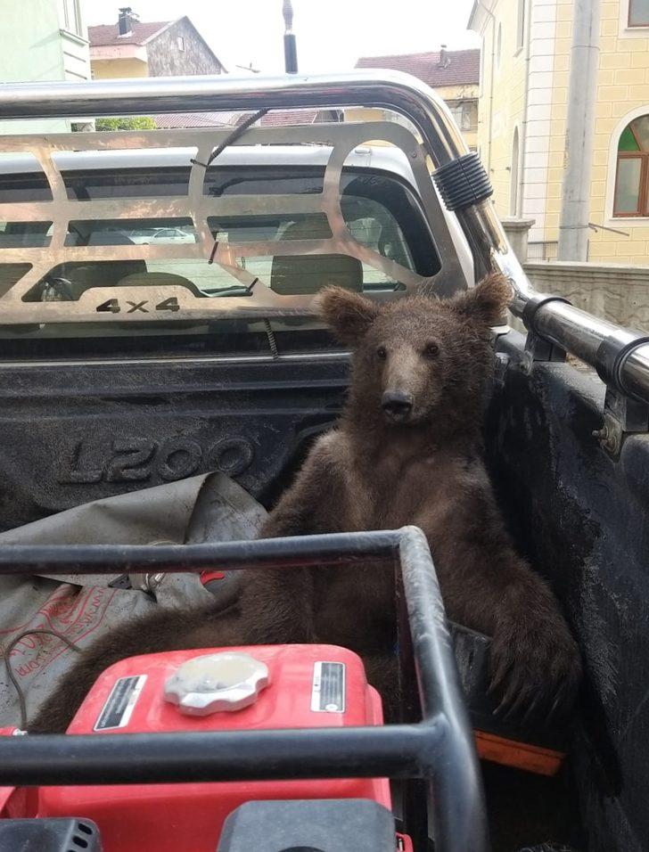 Balın dozunu kaçırdığı için bitkin düşen ayıyı bulan ormancı o anları anlattı: G2