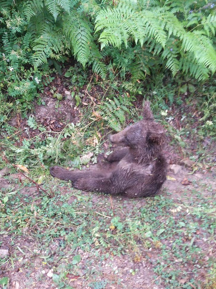Balın dozunu kaçırdığı için bitkin düşen ayıyı bulan ormancı o anları anlattı: G3