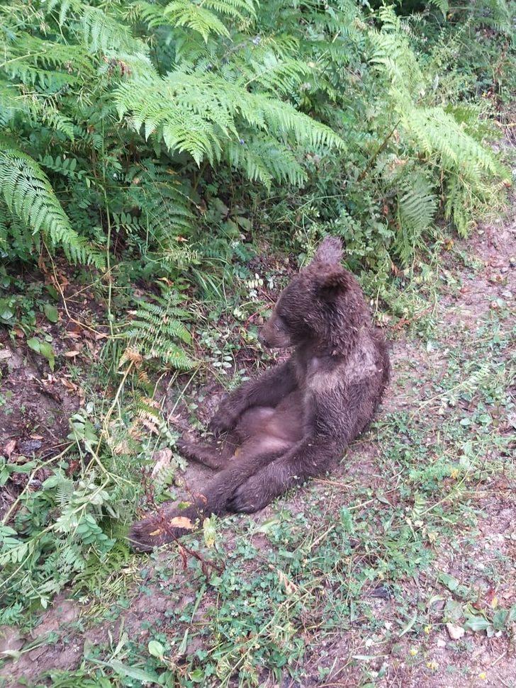 Balın dozunu kaçırdığı için bitkin düşen ayıyı bulan ormancı o anları anlattı: G4