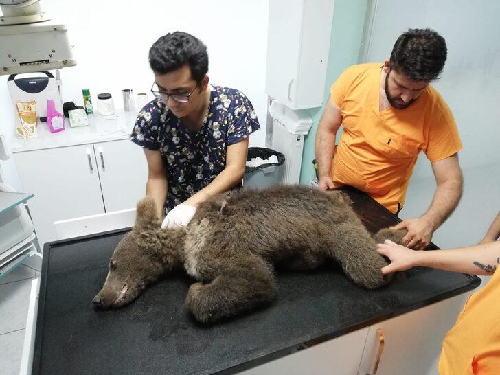 Balın dozunu kaçırdığı için bitkin düşen ayıyı bulan ormancı o anları anlattı: G5