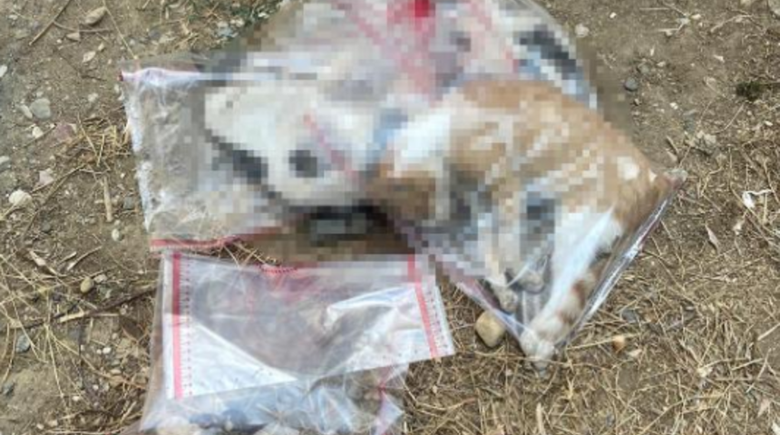 Gece saatinde zehirlediler! 15 kedi ile 1 köpek ölü bulundu... İsyan etti: Bunu yapan insan hasta ruhludur