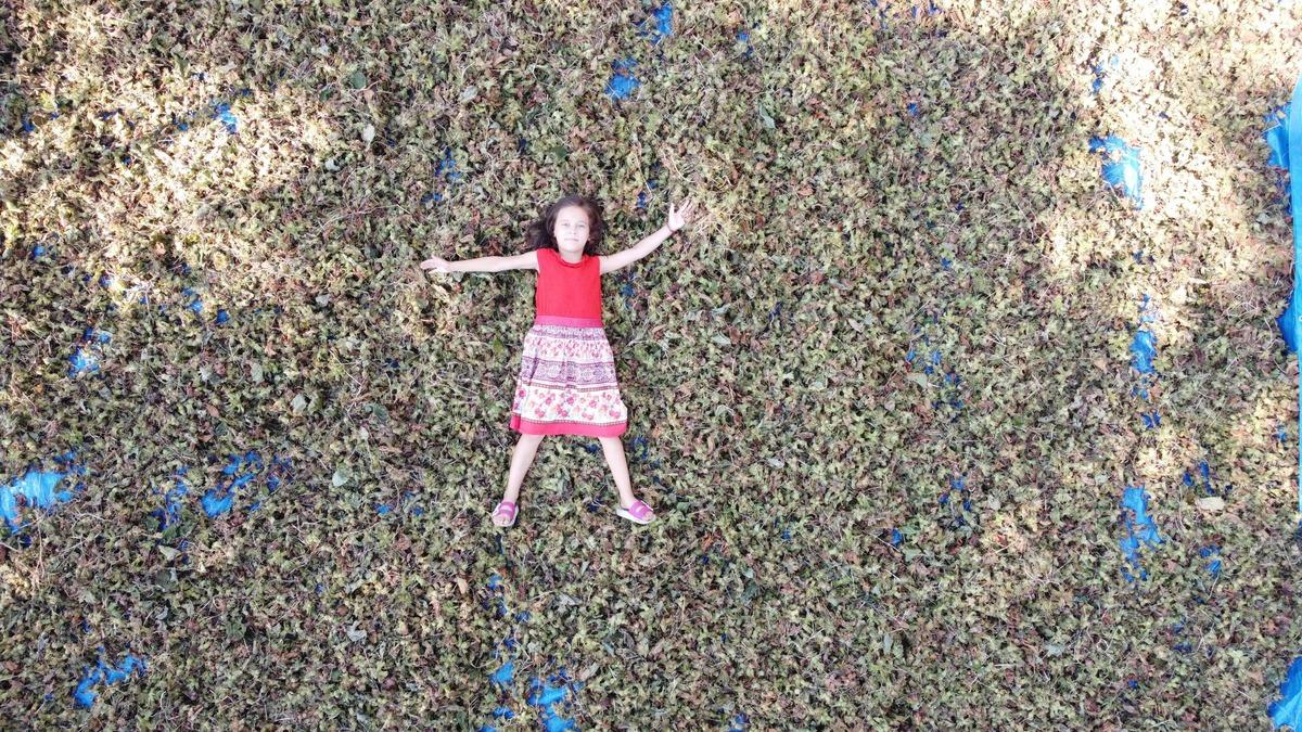 Samsun'da fındık hasadına erken başlandı