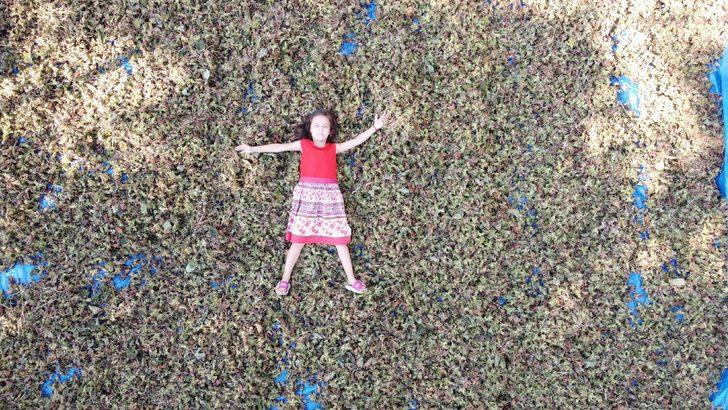 Samsun'da fındık hasadına erken başlandı G1