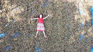 Samsun'da fındık hasadına erken başlandı