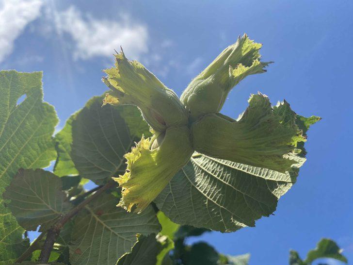 Samsun'da fındık hasadına erken başlandı G3