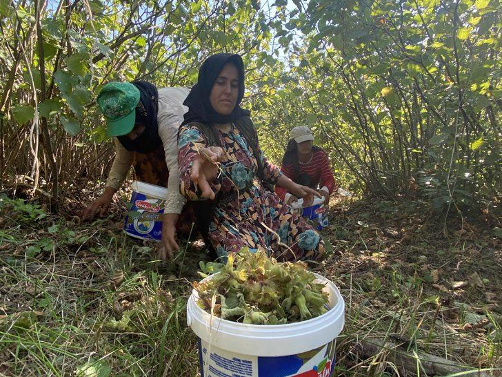 Samsun'da fındık hasadına erken başlandı G5