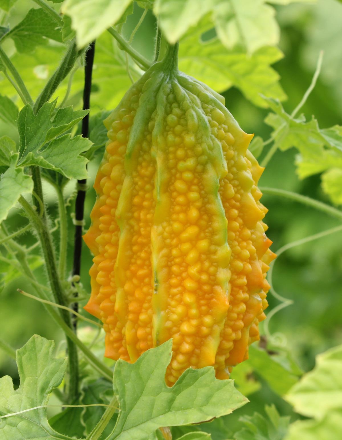 Ankaralı muhtar, 2 &ccedil;ekirdek tohumla başladığı kudret narı &uuml;retiminde sera kurdu