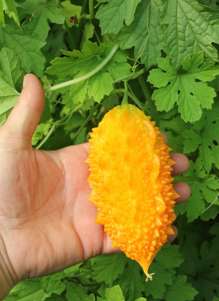 Ankaralı muhtar, 2 çekirdek tohumla başladığı kudret narı üretiminde sera kurdu G2