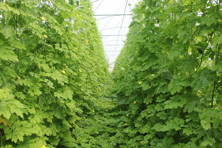 Ankaralı muhtar, 2 çekirdek tohumla başladığı kudret narı üretiminde sera kurdu G3