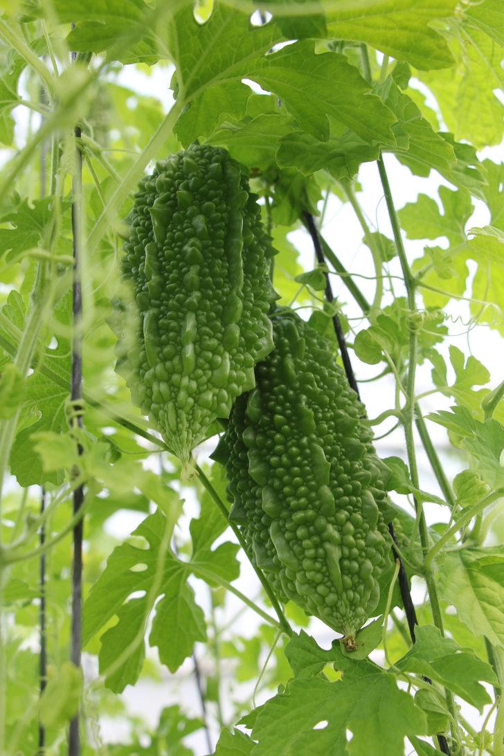 Ankaralı muhtar, 2 çekirdek tohumla başladığı kudret narı üretiminde sera kurdu G4