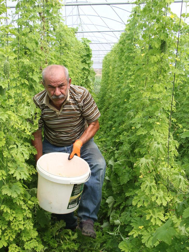 Ankaralı muhtar, 2 çekirdek tohumla başladığı kudret narı üretiminde sera kurdu G5