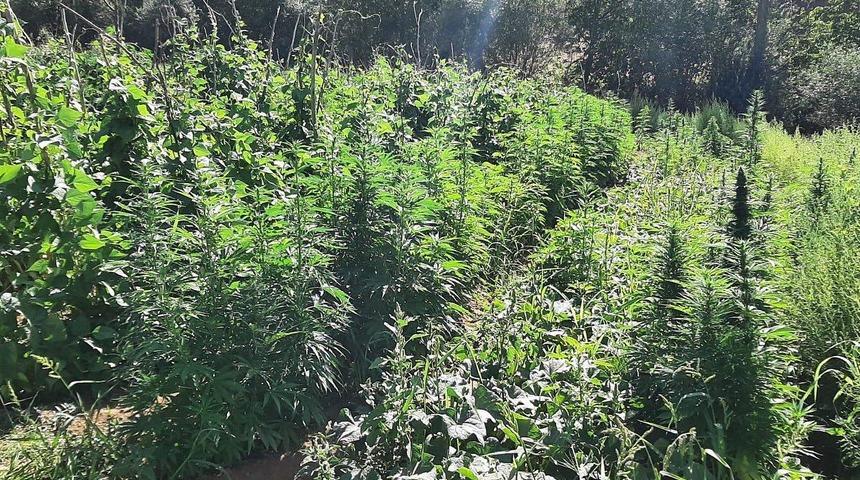 Bingöl'de 1 milyon 45 bin 720 kök Hint keneviri ele geçirildi