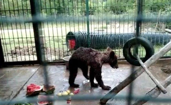 Balın dozunu kaçırdığı için bitkin düşen ayının tedavisi sürüyor G4