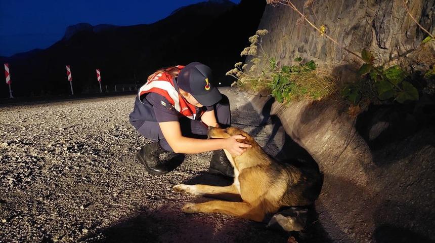 Kastamonu'da otomobilin &ccedil;arptığı k&ouml;pek jandarma tarafından kurtarıldı