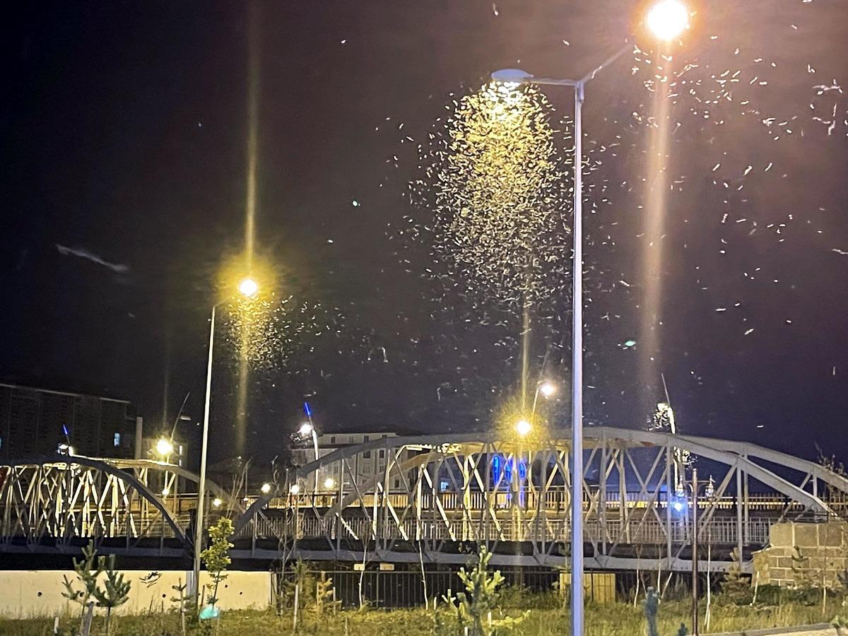 Ardahan'da "bir g&uuml;nl&uuml;kler"in "&ouml;l&uuml;m u&ccedil;uşu" başladı