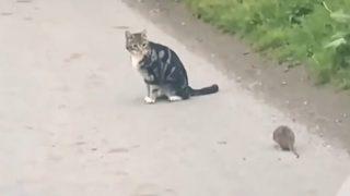 Bu kez fare kediyle oynadı! Sosyal medyada rekor kırdı