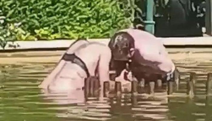 Şehrin göbeğinde korkunç olay! Yarı çıplak haldeki kadını süs havuzunda boğmaya çalıştı