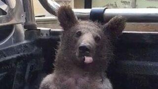 Türkiye'nin gündemine oturdu... Balı fazla kaçıran ayıdan yeni haber! İşte son görüntüsü