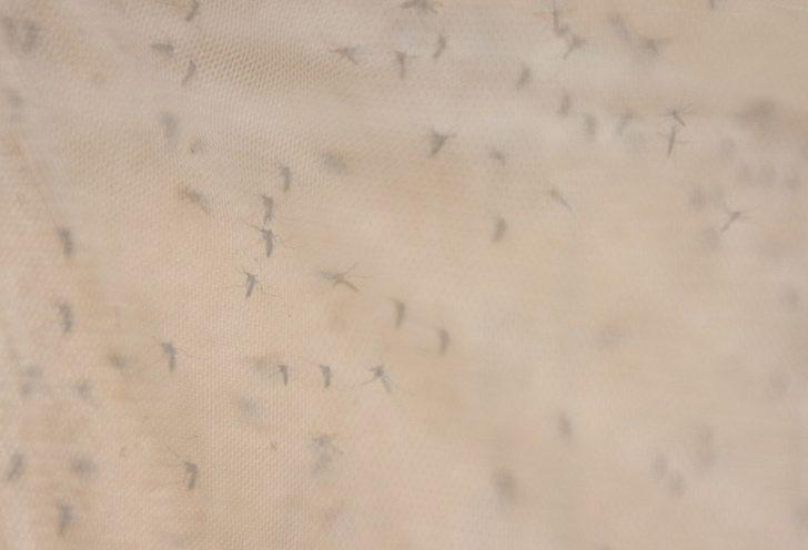 Kontrolsüz göçmen akınıyla tehlike kapıda! Ölümcül hastalıkları bulaştırıyor, gece gündüz fark etmiyor G2