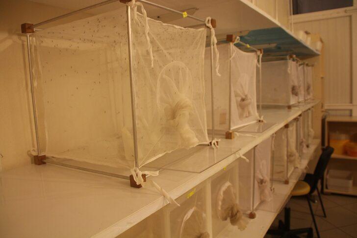 Kontrolsüz göçmen akınıyla tehlike kapıda! Ölümcül hastalıkları bulaştırıyor, gece gündüz fark etmiyor G4