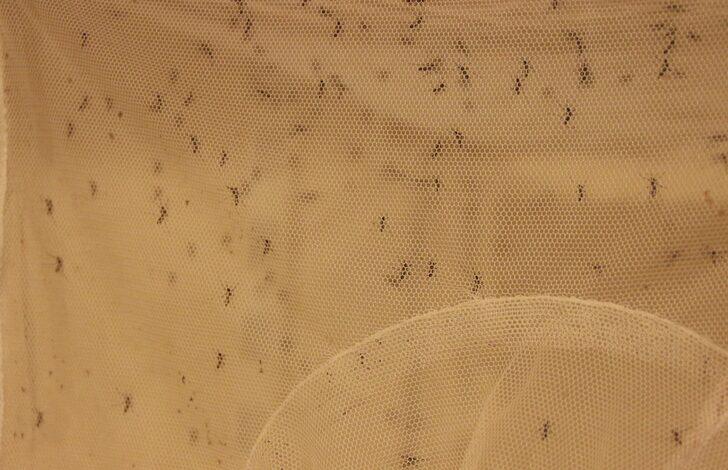 Kontrolsüz göçmen akınıyla tehlike kapıda! Ölümcül hastalıkları bulaştırıyor, gece gündüz fark etmiyor G5