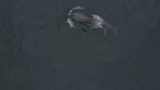 İstanbul Boğazı'nda yunuslar görsel şölen oluşturdu! Hayran kalacaksınız