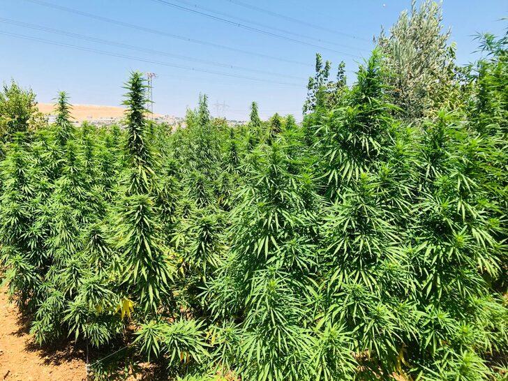 Gaziantep'te çiftlik evinde kenevir yetiştiren 2 şüpheli tutuklandı G2