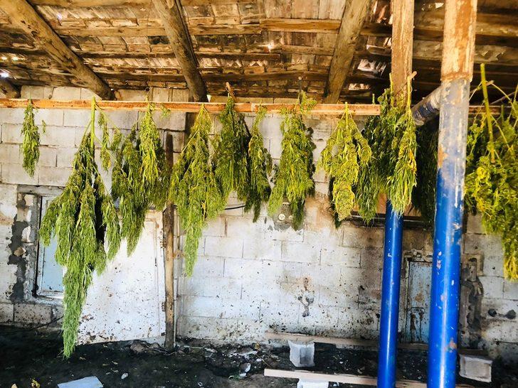 Gaziantep'te çiftlik evinde kenevir yetiştiren 2 şüpheli tutuklandı G4