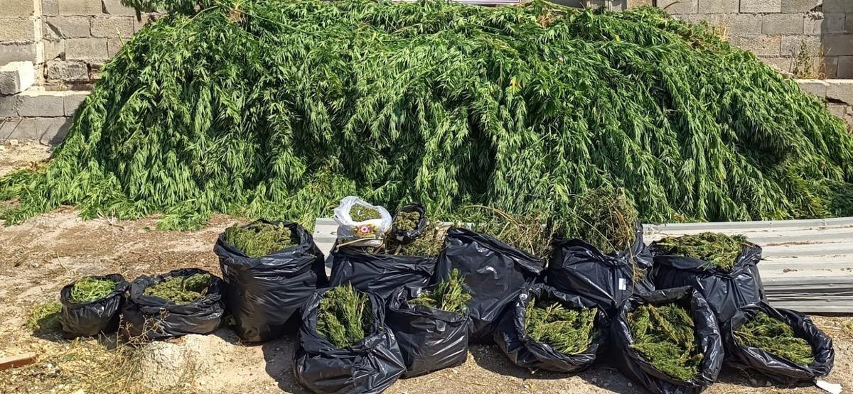 Gaziantep'te &ccedil;iftlik evinde kenevir yetiştiren 2 ş&uuml;pheli tutuklandı