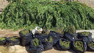 Gaziantep'te çiftlik evinde kenevir yetiştiren 2 şüpheli tutuklandı