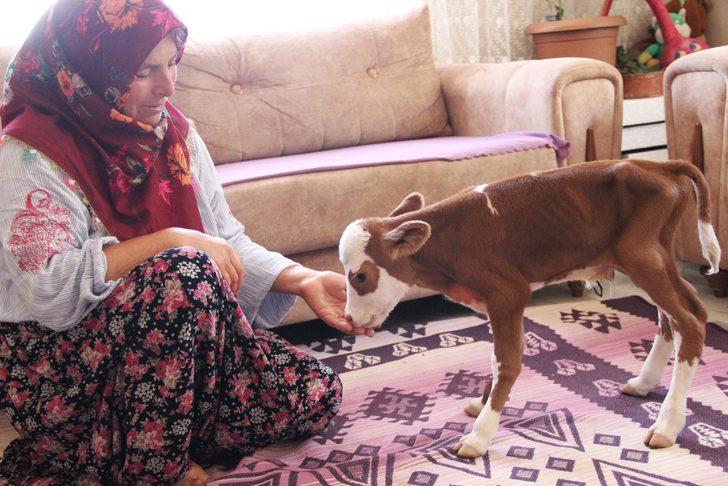 Tekirdağ'da 5 kilogram doğan buzağı sahibinin anne şefkatiyle yaşama tutundu G1