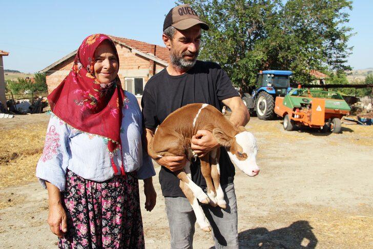 Tekirdağ'da 5 kilogram doğan buzağı sahibinin anne şefkatiyle yaşama tutundu G2