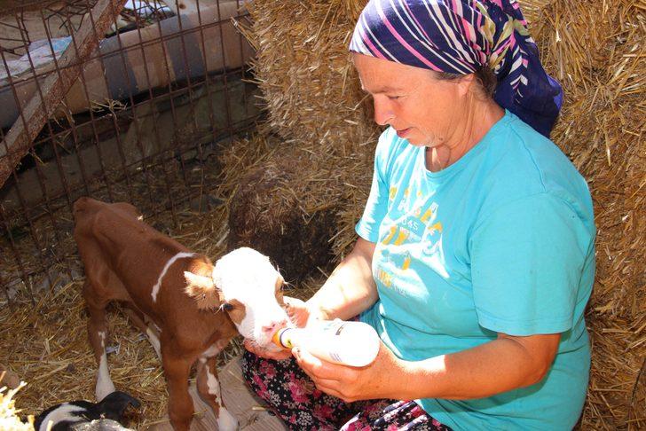 Tekirdağ'da 5 kilogram doğan buzağı sahibinin anne şefkatiyle yaşama tutundu G3