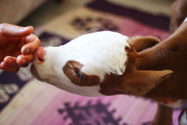 Tekirdağ'da 5 kilogram doğan buzağı sahibinin anne şefkatiyle yaşama tutundu G4