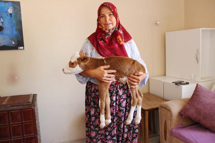 Tekirdağ'da 5 kilogram doğan buzağı sahibinin anne şefkatiyle yaşama tutundu G5