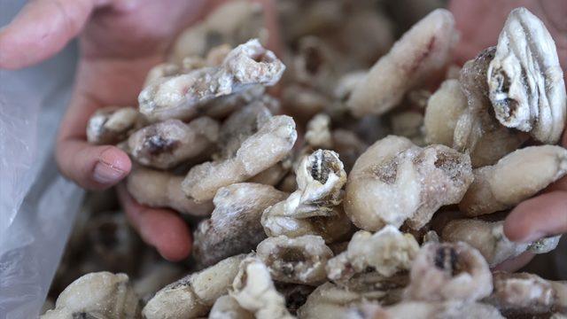 Türkiye'de yakalanan kurbağalar Avrupa'ya ihraç ediliyor! 1960'lardan beri...