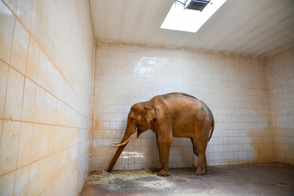 D&uuml;nya Fil G&uuml;n&uuml;'nde "Gabi"ye &ouml;zel men&uuml;