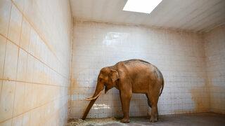 Dünya Fil Günü'nde Gabiye özel menü