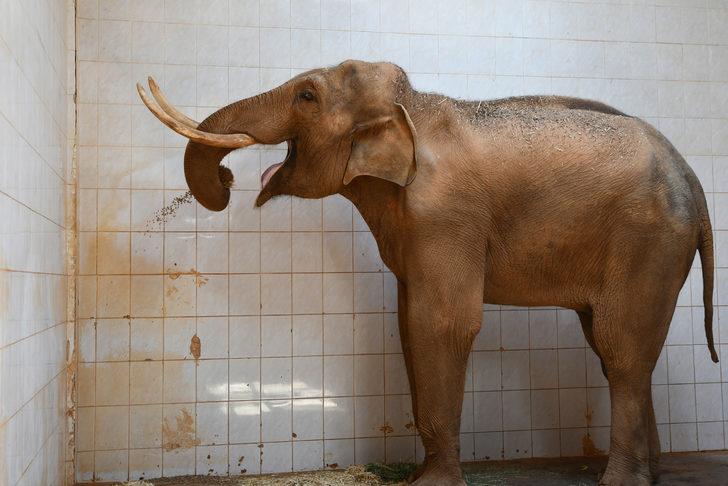 Dünya Fil Günü'nde "Gabi"ye özel menü G2