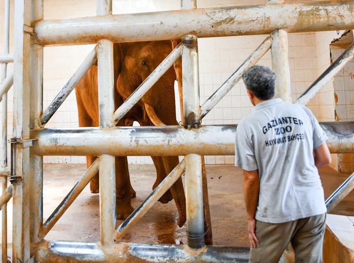 Dünya Fil Günü'nde "Gabi"ye özel menü G3