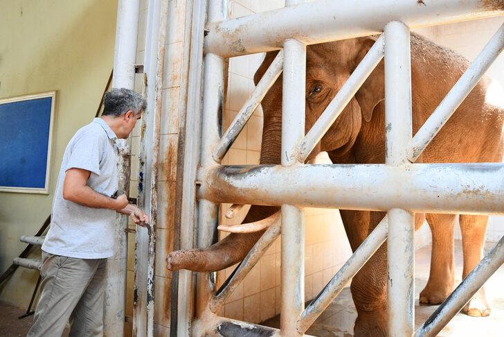 Dünya Fil Günü'nde "Gabi"ye özel menü G4