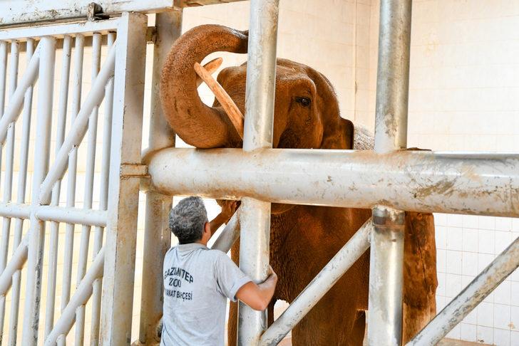 Dünya Fil Günü'nde "Gabi"ye özel menü G5
