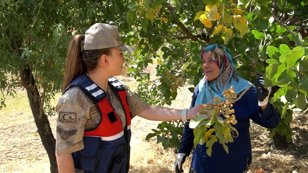 Siirt'te fıstık hırsızlığına karşı termal kameralı dronla denetim