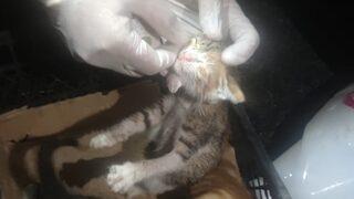 Zeytinburnu'nda yıkılan binanın hafriyatının altında kalan kedi yavruları kurtarıldı