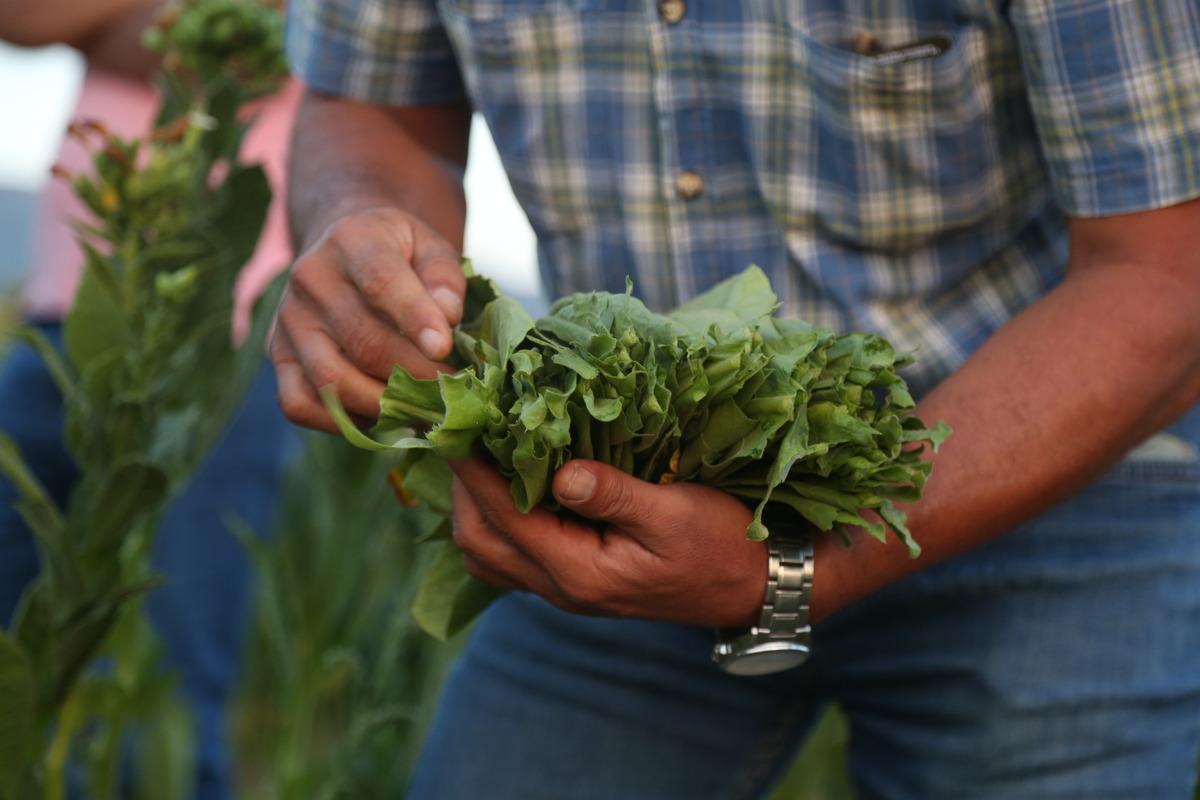 Muğla'da sulama imkanı bulunmayan tarlalarda t&uuml;t&uuml;n &uuml;retimi yapılıyor