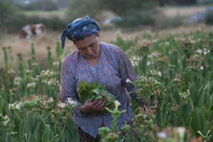 Muğla'da sulama imkanı bulunmayan tarlalarda tütün üretimi yapılıyor G2