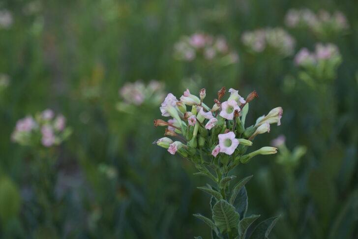 Muğla'da sulama imkanı bulunmayan tarlalarda tütün üretimi yapılıyor G3